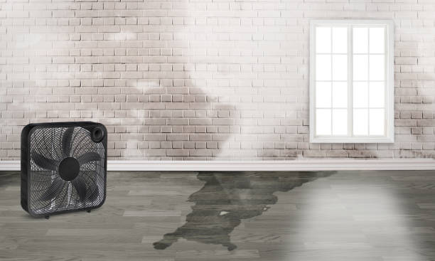 Best Carpet water damage restoration  in Lmdale, PA
